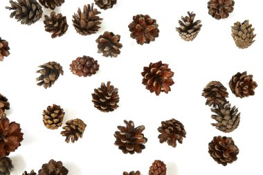 Çam kozalakları beyaz arkaplanda izole