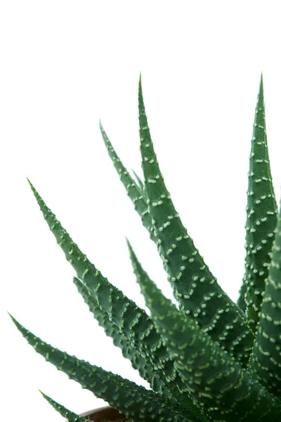 Haworthia Planı Beyaz Arka Planda Izole Edildi — Stok fotoğraf