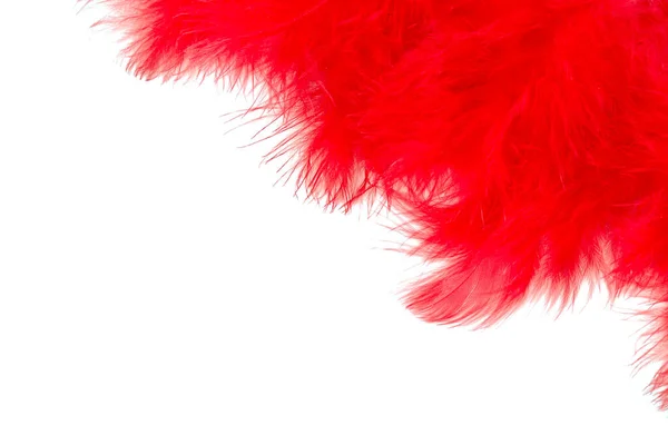 白い背景に隔離された赤い羽 — ストック写真