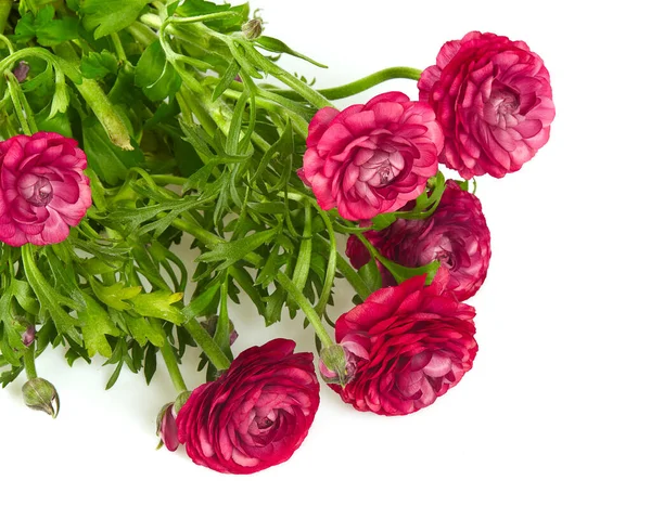 Verbazingwekkende Kleurrijke Aromatische Bloemen Bloeien — Stockfoto