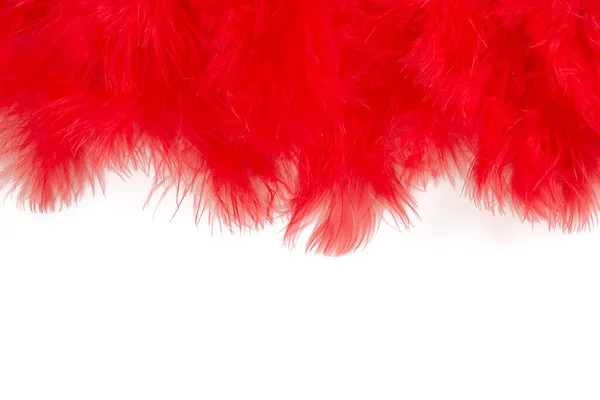 白い背景に隔離された赤い羽 — ストック写真