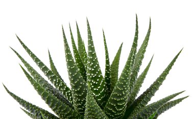 Haworthia planı beyaz arka planda izole edildi