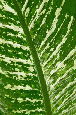 Taze ıslak diphenbachia yaprağı. Kapat.