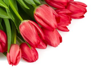 Beyaz arkaplanda izole edilmiş pembe laleler