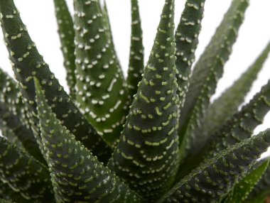 Haworthia planı beyaz arka planda izole edildi