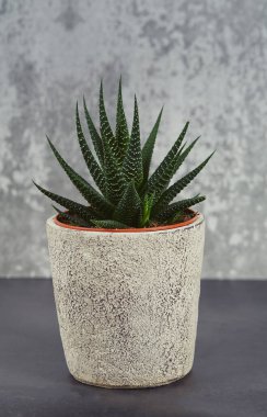 Çimento arka planında güzel sulular