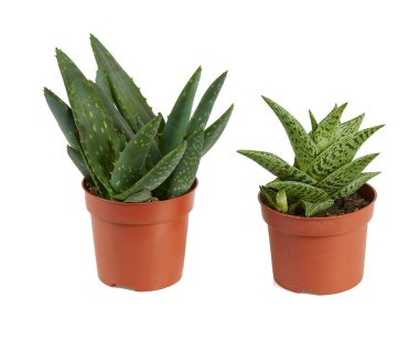 Beyaz arkaplanda izole edilmiş güzel sulular