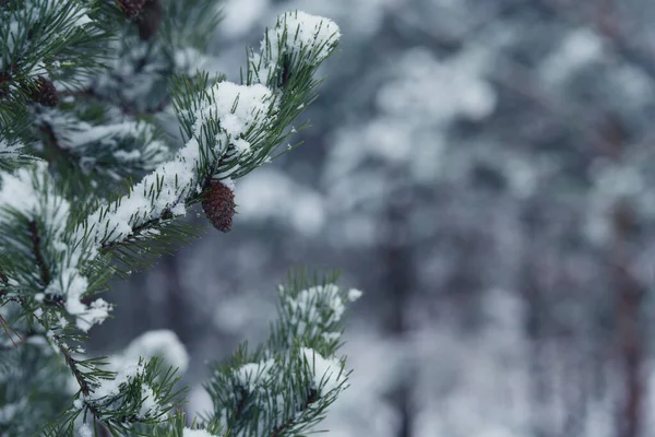 Pele Cones Dia Inverno Nevado — Fotografia de Stock