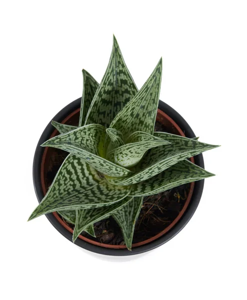 Vacker Aloe Isolerad Vit Bakgrund — Stockfoto