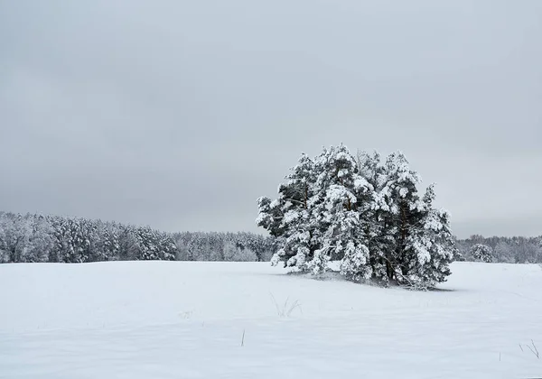 Bela Paisagem Inverno Com Floresta Prado — Fotografia de Stock