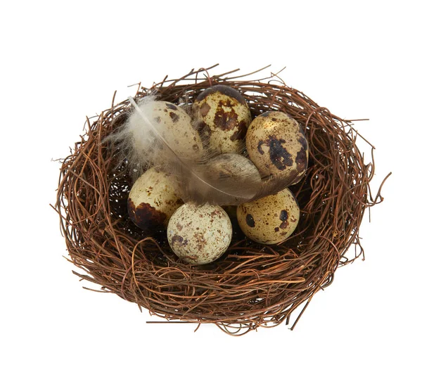 Quail Eggs Nest Isolated White Backrgound — Stock Photo, Image