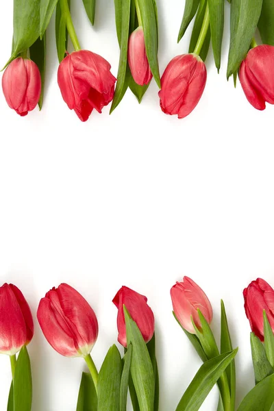 Tulipanes Rosados Aislados Sobre Fondo Blanco — Foto de Stock