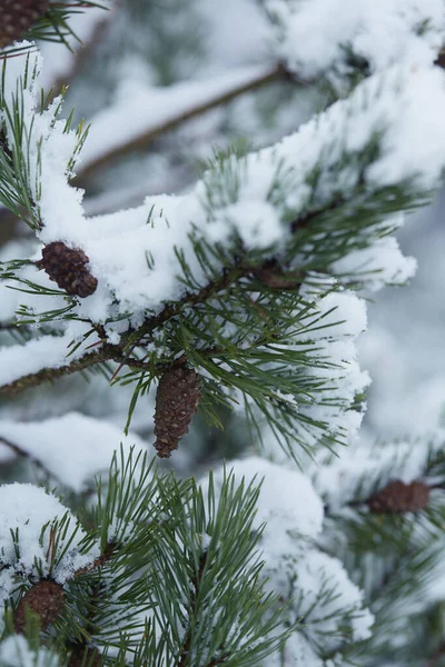 Pele Cones Dia Inverno Nevado — Fotografia de Stock