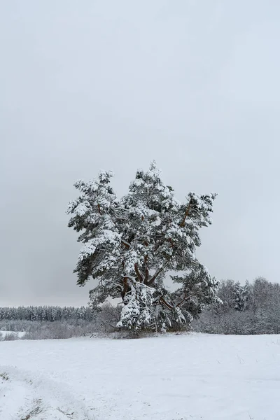 Красивий Зимовий Пейзаж Лісом Лугом — стокове фото