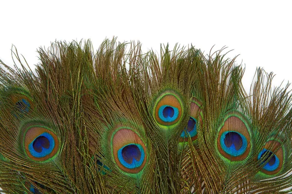 Colorful Peakok Feather Isolated White Background — Stock Photo, Image