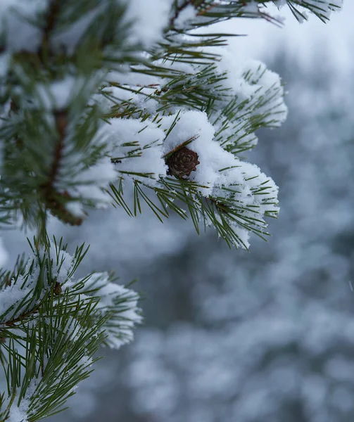 Pele Cones Dia Inverno Nevado — Fotografia de Stock