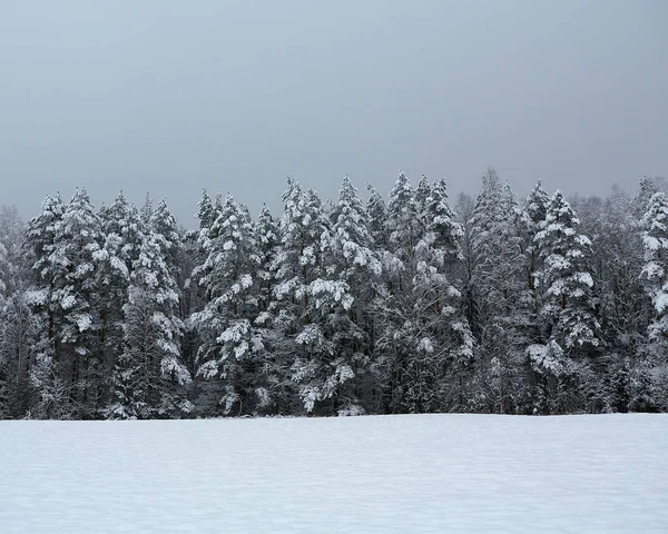 Красивий Зимовий Пейзаж Лісом Лугом — стокове фото