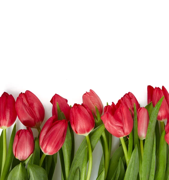 Růžové Tulipány Izolované Bílém Pozadí — Stock fotografie