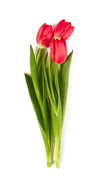 Pink Tulips Isolated White Background — Stock Photo, Image