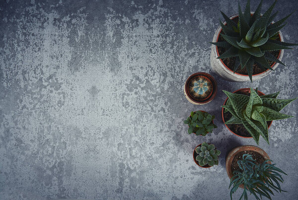 beautiful succulents on cement background