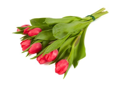 Beyaz arka planda izole edilmiş taze kırmızı laleler. 