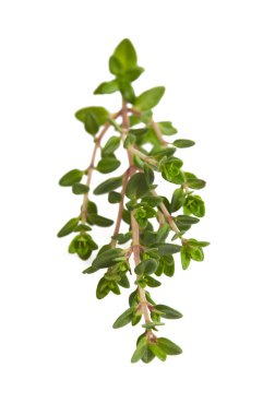 Kekik dalı beyaz arkaplanda izole edilmiş