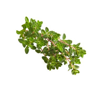 Kekik dalı beyaz arkaplanda izole edilmiş