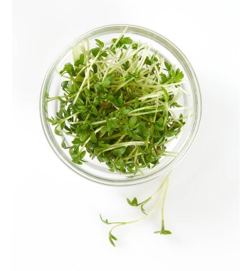 Taze su teresi beyaz arkaplanda izole edildi