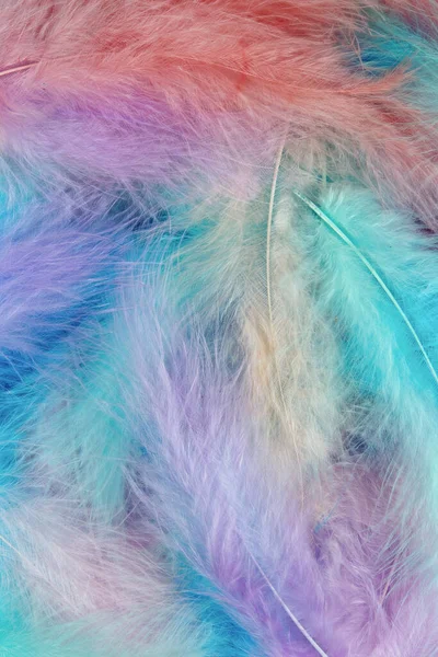 colored feathers close up