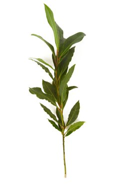 Saha yaprağı beyaz arkaplanda izole edildi