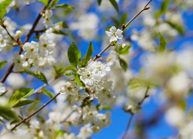 Güneşli bir günde kiraz çiçekleri