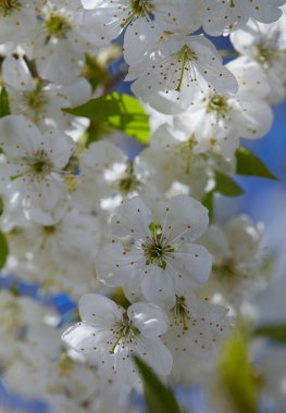 Güneşli bir günde kiraz çiçekleri
