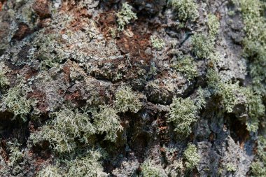 Eski huş ağacı kabuğu yakın.