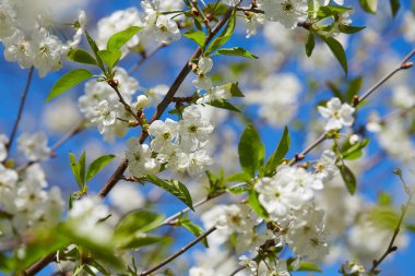 Güneşli bir günde kiraz çiçekleri