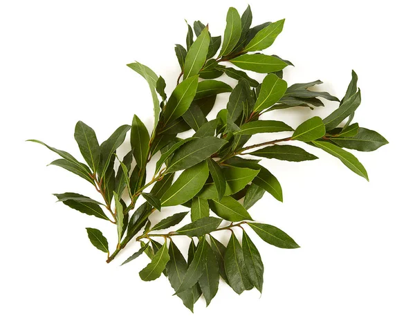 Bay Leaf Isolated White Background — Stock Photo, Image