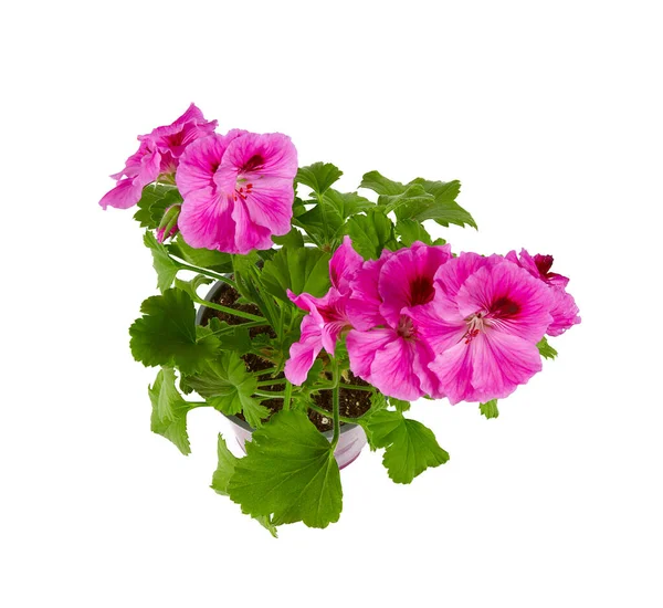 Rosa Pelargonien Isoliert Auf Weißem Hintergrund — Stockfoto