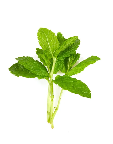 Menta Fresca Aislada Sobre Fondo Blanco —  Fotos de Stock