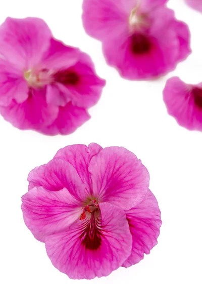 Rosa Pelargonien Isoliert Auf Weißem Hintergrund — Stockfoto