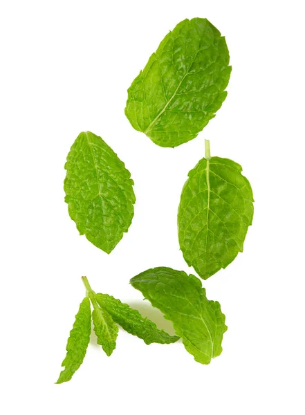 Menta Fresca Aislada Sobre Fondo Blanco — Foto de Stock