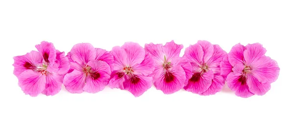 Pink Pelargonium Isolated White Background — Stock Photo, Image