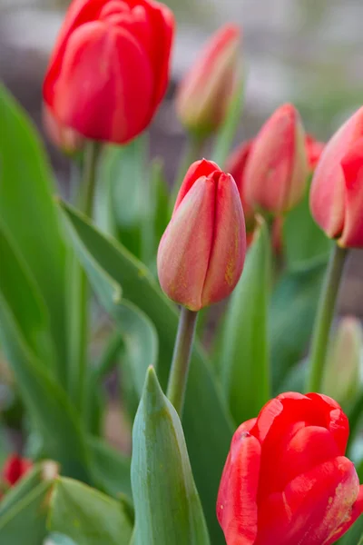 Growing Beautiful Red Tulips Garden — Stock Photo, Image