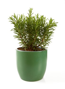 Güzel saksı biberiyesi beyaz arkaplanda izole edilmiş.