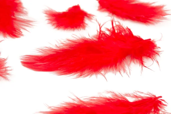 Plumas Rojas Aisladas Sobre Fondo Blanco — Foto de Stock