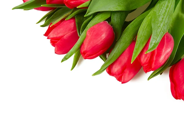 Piękne Kolorowe Tulipany Białej Powierzchni — Zdjęcie stockowe