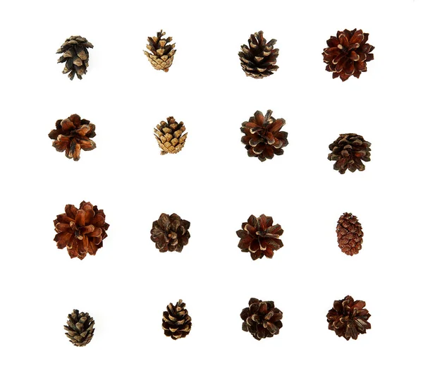 Cones Pine Isolated White Background — Stock Photo, Image