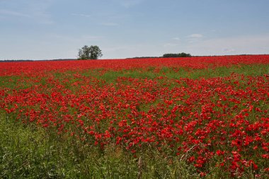 Güneşli bir yaz gününde güzel gelincik tarlası