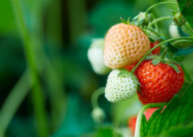 Bahçede çilek yetiştiriyorum.