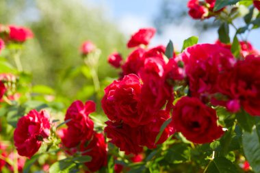 Güzel taze kırmızı güller yetişiyor 