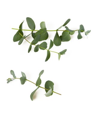 Beyaz arkaplanda izole edilmiş okaliptüs dalı