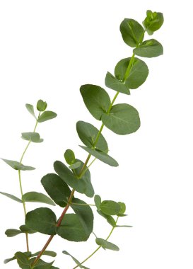 okaliptüs bitkisi beyaz üzerine izole